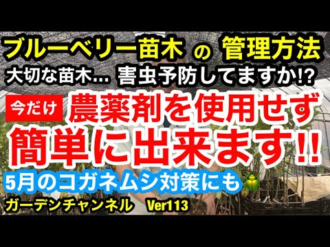ラズベリーワーム用のトラップ