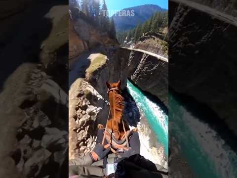 Erros Fatais do Reino ANIMAL! #curiosidades #animals #bichos