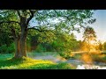 Nature Free Video Footage Nature Free Video Download Beautiful Nature Free Video