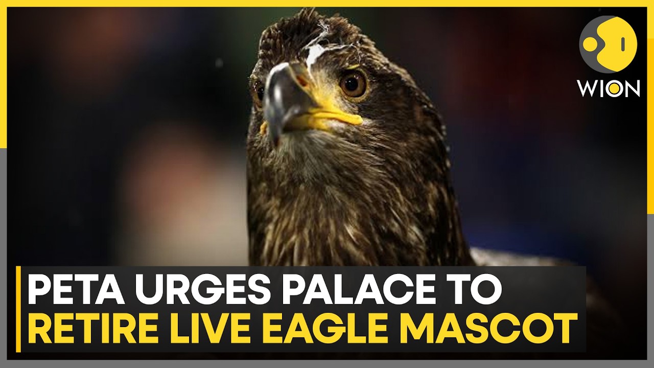 Peta Urges Crystal Palace To Retire Live Eagle Mascot Phoenix | WION News