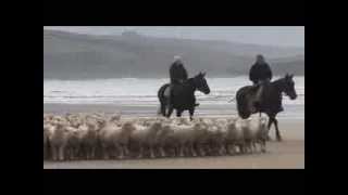 preview picture of video 'Sheep  - Catlins - New Zealand'