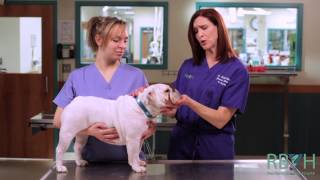 preview picture of video 'New Dawn Films: Educational Web Video, Red Bank Veterinary Hospital: How To Give Your Dog Medication'