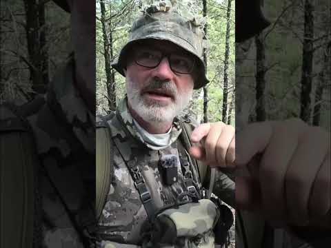 Shoot a rutting boar or chase your first deer with the bow?  #backcountryhunting #bowhunting #boars
