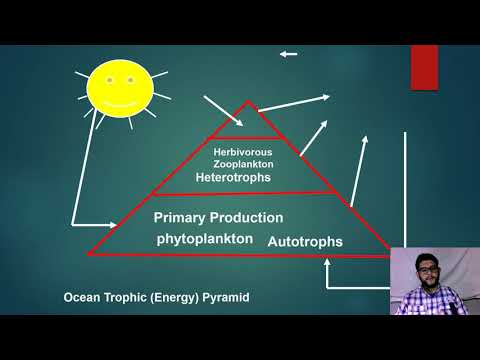 APES Topic 1.9, Trophic Levels