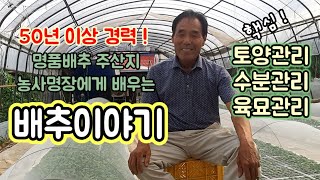 배추 경력 50년이상 명품배추 주산지 농사명장에게 듣는 농사이야기 - 토양관리 수분관리 육묘관리 핵심