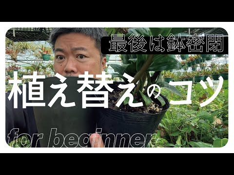 これがボウヘンプを正しく植え替える方法です 植物