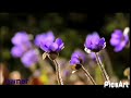 Kitna Dard Hai Whatsapp Status Me Kal Tak Jiske Sapne Dekhe Aaj Vo Mere Pass Hai