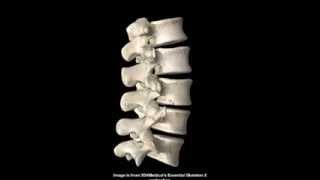 Anatomía del esqueleto del tronco en 3d