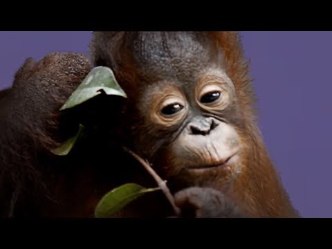 Cadbury Gorilla Ad Update 2018