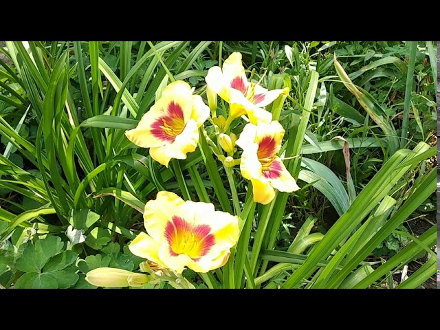 Лілейник Tropical Passion. Daylily.