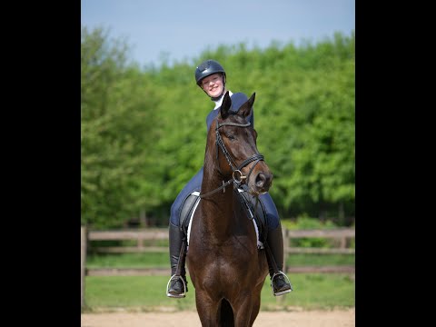 Oben Auf - Wallach v./ Gelding by El greco - All Inclusive