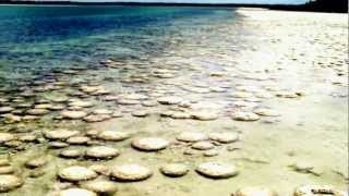 Thrombolites, Lake Clifton, living rocks