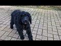 Portuguese Water Dog puppy for sale