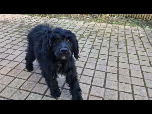 Perro de Agua Portugués cachorro en venta