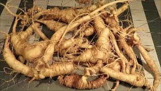 how to clean ginseng