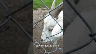 【宮崎】ヤギパークのヤギがめっちゃ可愛いので癒される動画#shorts
