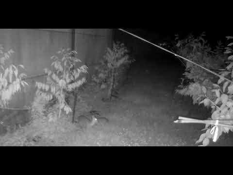 大雪山草生栽培林地內棲地改善，夜間紀錄到山羌活動影像