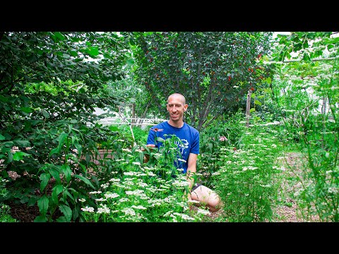 Over 35 Edible Perennials in a Backyard Garden, Fruits You Have NEVER Seen!