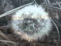 Trespassers William - I know (lyrics)