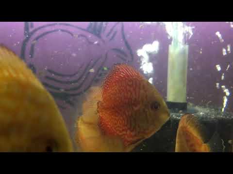 £15 red and yellow scribble. Discus fish @ Cheshire oaks discus