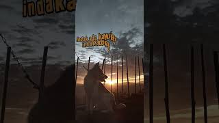 Download lagu PEPATAH MINANG #minang ##minangkabau #pepatah mp3 Download lagu PEPATAH MINANG #minang ##minangkabau #pepatah mp3