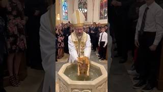 Download lagu Evil Cat, Gets Baptized 😾 #cat mp3