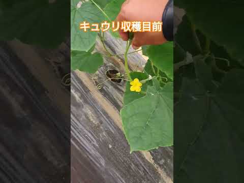 キュウリを育てるかどうか？キュウリをもっと増やすにはどうすればいいですか？  庭園