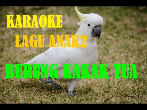 Karaoke Lagu Anak Burung Kakak Tua
