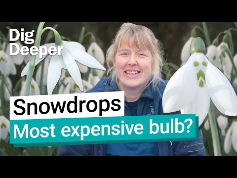 Snowdrops: Kew’s first signs of spring | Dig Deeper Episode 10 | Kew