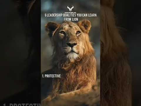 6 Leadership qualities one can learn from Lion.    #motivation #motivational #business