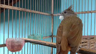 Download lagu cucak jenggot lokal gacor memanggil lawan #cucakjenggotsumatra#cucakjenggotmedan mp3