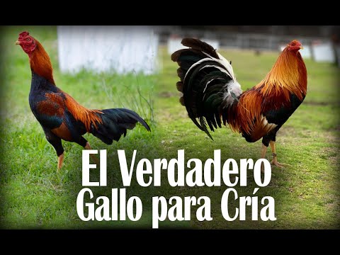 , title : 'El ave ideal  para cría'