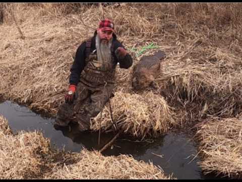 FIRST BEAVER OF THE SEASON!!! (WITH HUGE BEAVER FOOTAGE) #trapping #beaver #duke