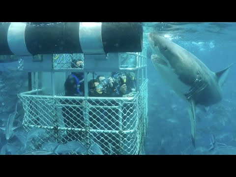 Great White Shark Cage Diving | Bluff New Zealand