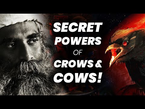 Secret Powers Of Crows! | Cows | Dogs | Birds | Sadhguru | Adiyogi