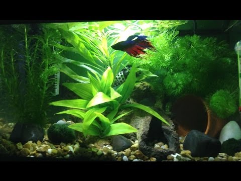 5 Gallon Betta Fish Tank UPDATE! (planted) (aquarium) [CROWNTAIL BETTA]