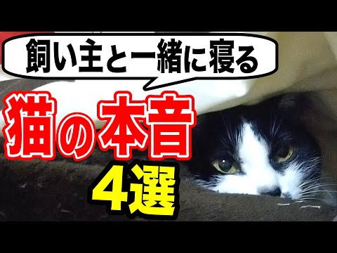 猫が飼い主の上で寝る理由
