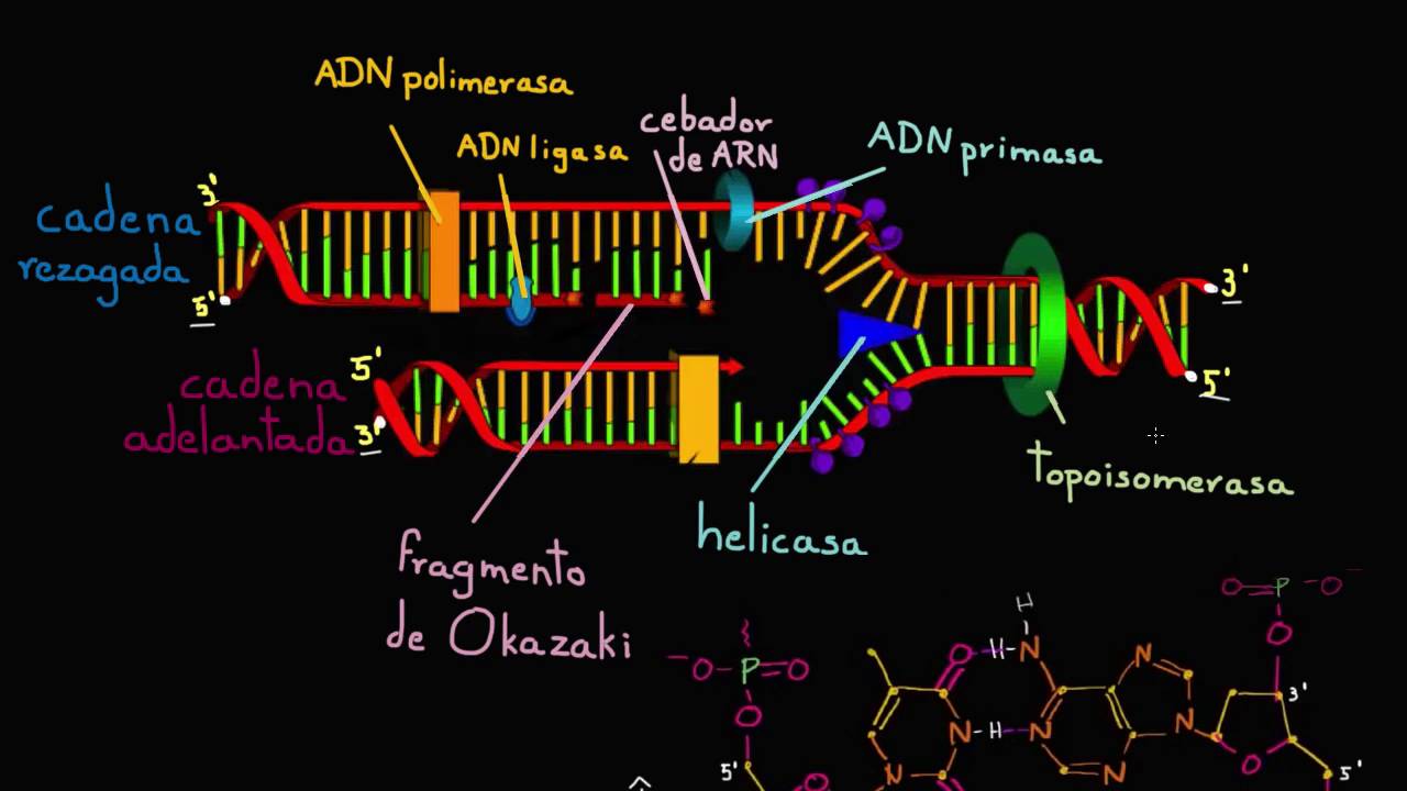 Cadenas adelantada y rezagada en la replicación de ADN | Biología | Khan Academy en Español