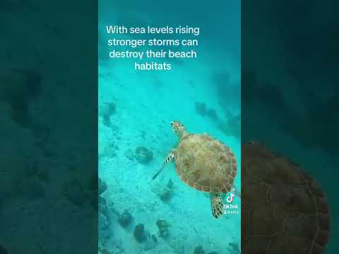 Sea turtles activity 5
