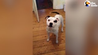 Smart Dog Is SO Excited For His Walk | The Dodo