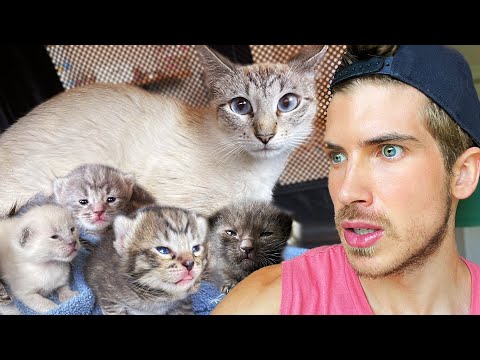 I Rescued A Cat & Five Newborn Kittens From a Kill Shelter