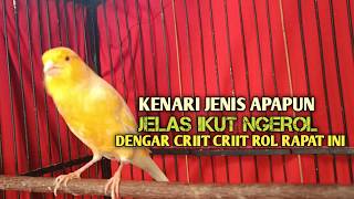 Download lagu kenari gacor panjang Cuit Cuit EMOSI, Pancingan Kenari Paud Belajar Bunyi, terapi AMPUH Kenari MACET mp3
