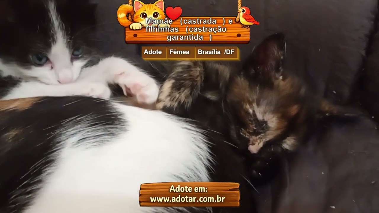 Gato raça SRD-ViraLata idade 2 a 6 meses nome Mamãe (castrada) e filhinhas (castração garantida)