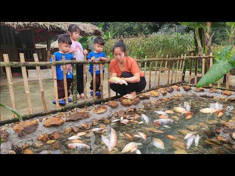 Fish Get Sick for No apparent Cause, Single Mother's Failure | Ly tieu tieu