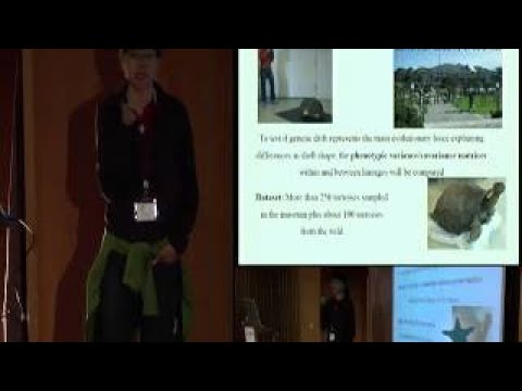 Shell shape evolution in Galapagos tortoises