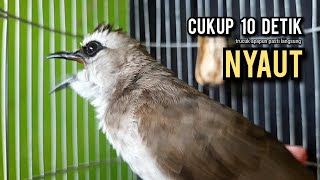 Download lagu trucukan gacor ROPEL PANJANG buat pancingan trucukan agar bunyi JADIKAN burung trucuk gacor EMOSI mp3
