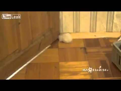 Fat hamster vs door gap ☺Dr.Smile☻