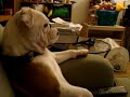 Bulldog viendo Padre de Familia desde el sillón