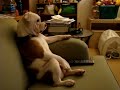 English Bulldog watching TV (Family Guy) sitting o
