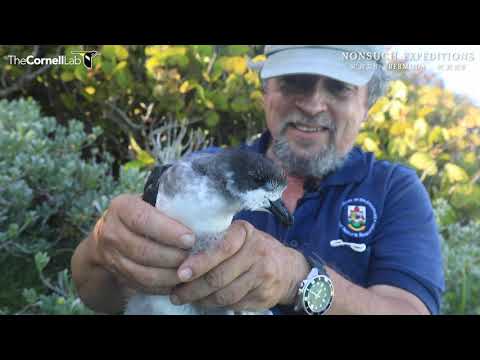 June 2 - Cahow chick is about to fledge, watch LIVE !